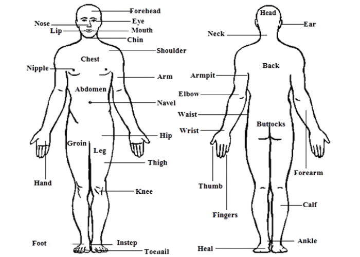 massage body parts